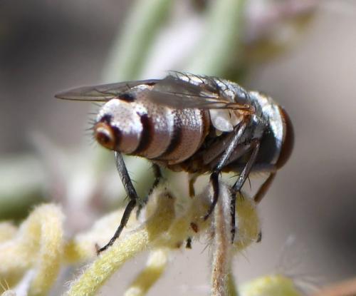 Réf. 284 785 : Craticulina sp.